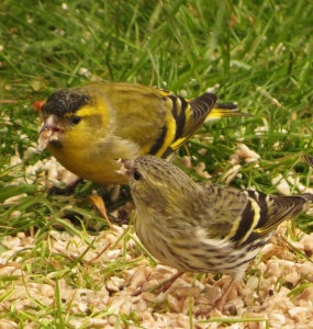 siskin pair (Carduelis spinus) Kenneth Noble